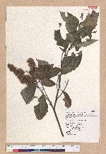 Castanopsis formosana (Skan) Hayata 臺灣栲