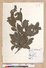 Litsea hypophaea Hayata 小梗木薑子(黃肉樹)