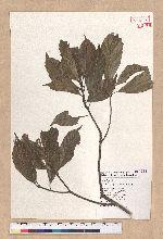 Pasania konishii (Hayata) Schottky 油葉石櫟