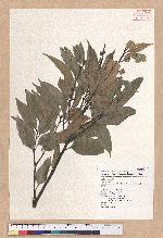 Castanopsis carlesii (Hemsl.) Hayata var. sessilis Nakai 鋸葉長尾栲
