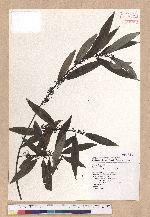 Litsea cubeba (Lour.) Persoon 山胡椒