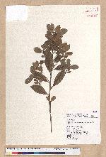 Litsea lii Chang var. nunkao-tahangensis (Liao) Liao 能漢木薑子