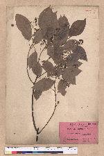 Cinnamomum camphora (L.) Sieb.