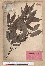 Cyclobalanopsis glauca (Thunb.) Oerst. 青剛櫟