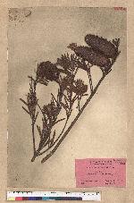 Keteleeria davidiana (Franchet) Beissner 臺灣油杉