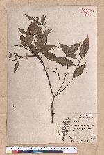 Cinnamomum randaiense Hayata 香桂