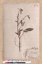 Cinnamomum randaiense Hayata 香桂