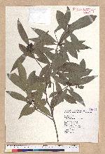 Litsea hypophaea Hayata 小梗木薑子(黃肉樹)