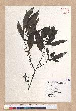 Litsea cubeba (Lour.) Persoon 山胡椒