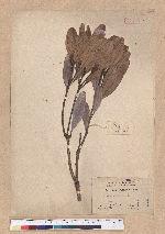 Pasania formosana (Skan) Schott. 臺灣柯