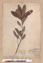 Pasania formosana (Skan) Schott. 臺灣柯