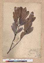 Pasania formosana (Skan) Schott. 臺灣柯