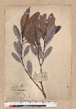 Pasania formosana (Skan) Schott. 臺灣柯