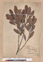 Pasania formosana (Skan) Schott. 臺灣柯