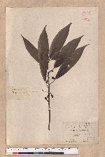 Actinodaphne nantoensis (Hayata) Hayata 南投黃肉楠