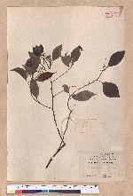 Cinnamomum camphora (L.) Nees & Eberm. var. nominale Hayata 栳樟
