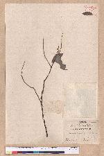 Cinnamomum camphora (L.) Nees & Eberm. var. nominale Hayata 栳樟