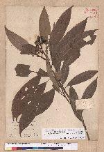 Litsea acuminata (Blume) Kurata 長葉木薑子