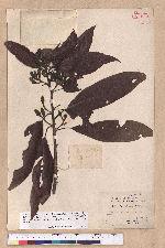Litsea acuminata (Blume) Kurata 長葉木薑子