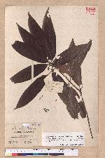 Litsea acuminata (Blume) Kurata 長葉木薑子