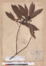 Litsea acuminata (Blume) Kurata 長葉木薑子