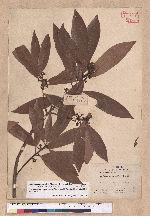Litsea acuminata (Blume) Kurata 長葉木薑子