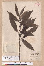 Litsea acuminata (Blume) Kurata 長葉木薑子