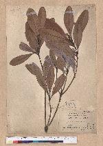 Lithocarpus formosana (Hayata) Hayata 臺灣柯