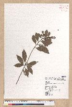 Litsea lii Chang var. nunkao-tahangensis (Liao) Liao 能漢木薑子