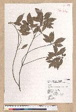 Litsea lii Chang var. nunkao-tahangensis (Liao) Liao 能漢木薑子