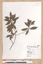 Litsea lii Chang var. nunkao-tahangensis (Liao) Liao 能漢木薑子