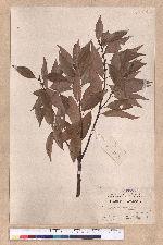 Cinnamomum pseudo-loureirii Hayata