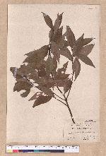Cinnamomum pseudo-loureirii Hayata