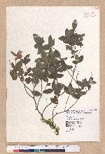 Quercus tarokoensis Hayata 太魯閣櫟