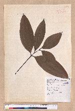 Cinnamomum austrosinense H. T. Chang 牡丹葉桂皮
