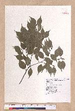 Lindera aggregata (Sims) Kosterm. 天臺烏藥