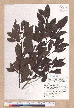 Lindera erythrocarpa Makino 鐵釘樹(紅果釣樟)