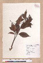Beilschmiedia erythrophloia Hayata 瓊楠