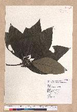 Lindera megaphylla Hemsl. 大葉釣樟