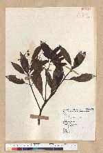 Machilus thunbergii Siebold & Zucc. 紅楠(豬腳楠)