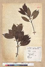 Machilus thunbergii Siebold & Zucc. 紅楠(豬腳楠)