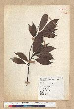 Machilus thunbergii Siebold & Zucc. 紅楠(豬腳楠)