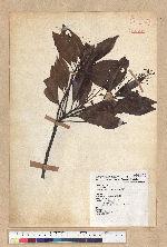 Machilus thunbergii Siebold & Zucc. 紅楠(豬腳楠)