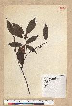 Neolitsea sericea (Blume) Koidz. 白新木薑子