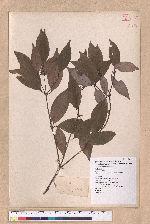Cinnamomum camphora (L.) Nees & Eberm. 樟