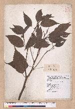 Cinnamomum camphora (L.) Nees & Eberm. 樟