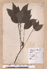 Cinnamomum camphora (L.) Nees & Eberm. 樟