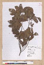 Litsea hypophaea Hayata 小梗木薑子(黃肉樹)