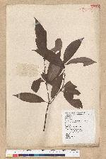 Neolitsea aciculata (Blume) Koidz. var. variabillima (Hayata) J. C. Liao 變葉新木薑子
