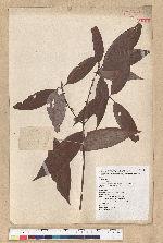 Neolitsea aciculata (Blume) Koidz. var. variabillima (Hayata) J. C. Liao 變葉新木薑子